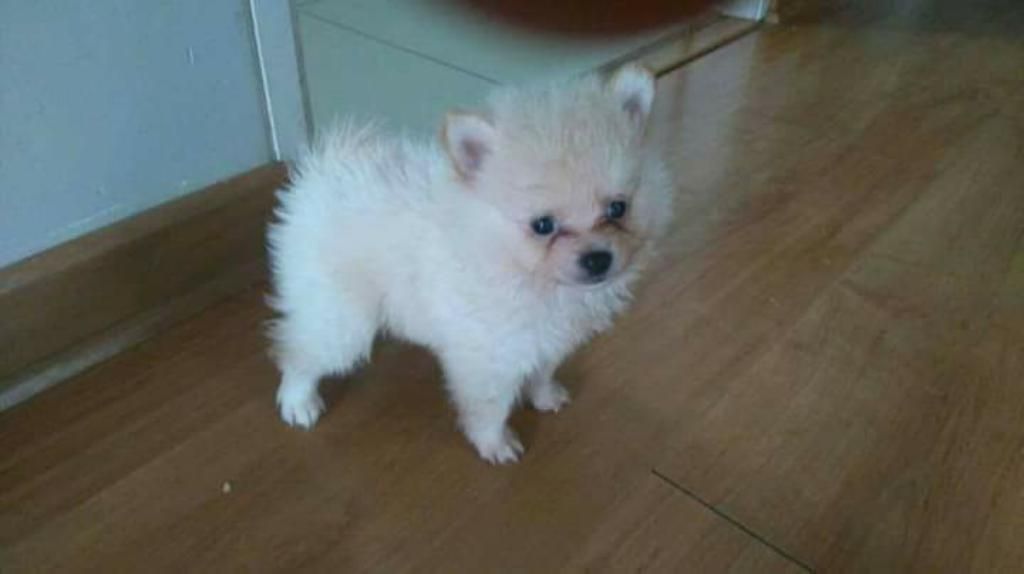 Pomerania Lulu 23 Cm