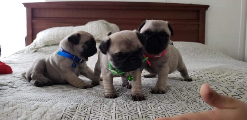 Pug Cachorros