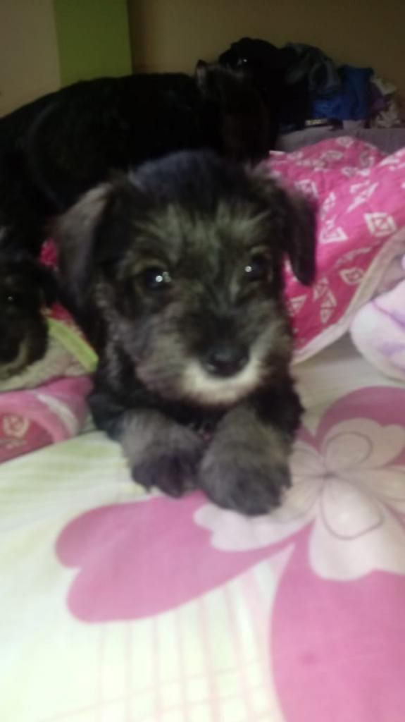 Se Vende Cachorros Schnauzer