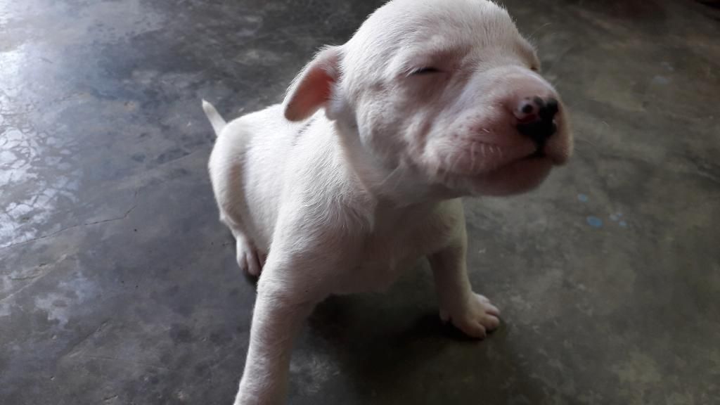 Se Vende Perritos...raza American Bully