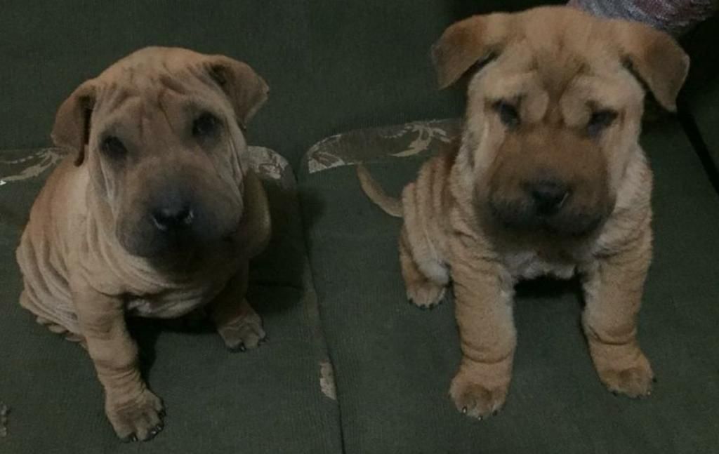 Sharpei