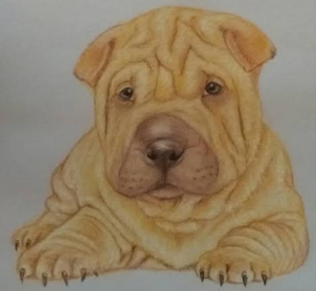 Sharpei No Adopción