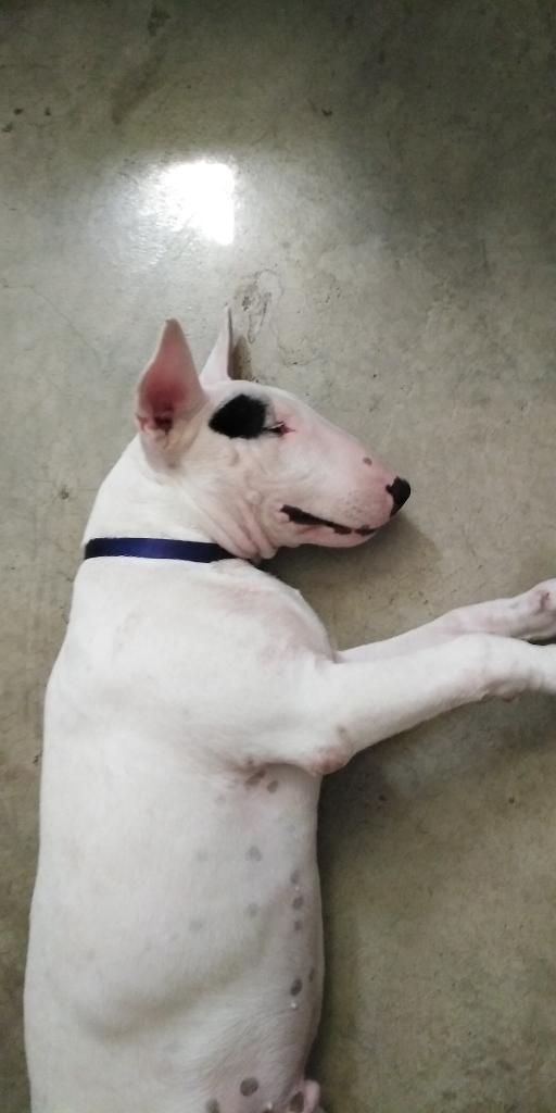 Vendo Bullterrier