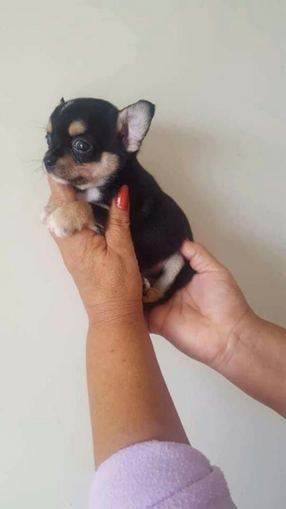 Vendo Cachorrita Chihuahua Miniatura