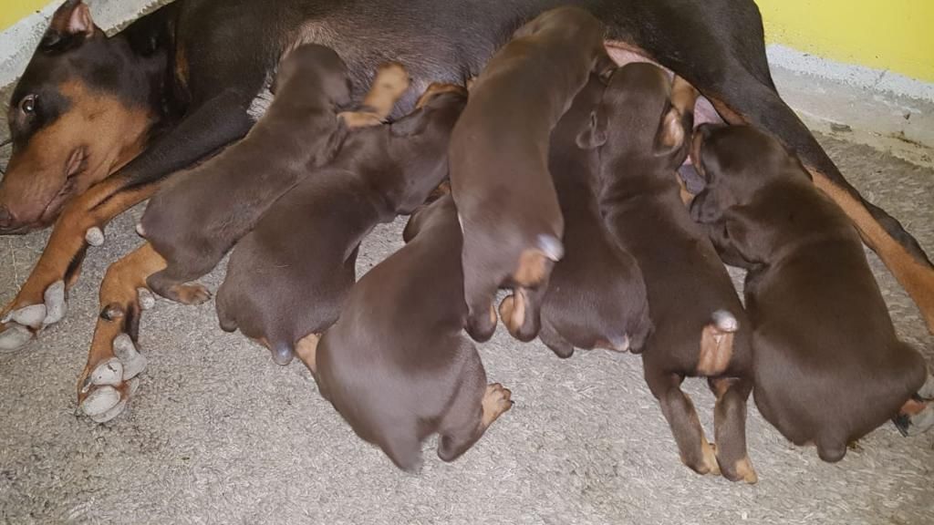 Vendo Cachorros Dobermas