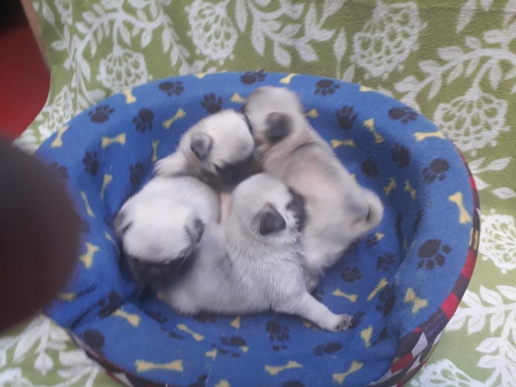Vendo Cachorros Pug