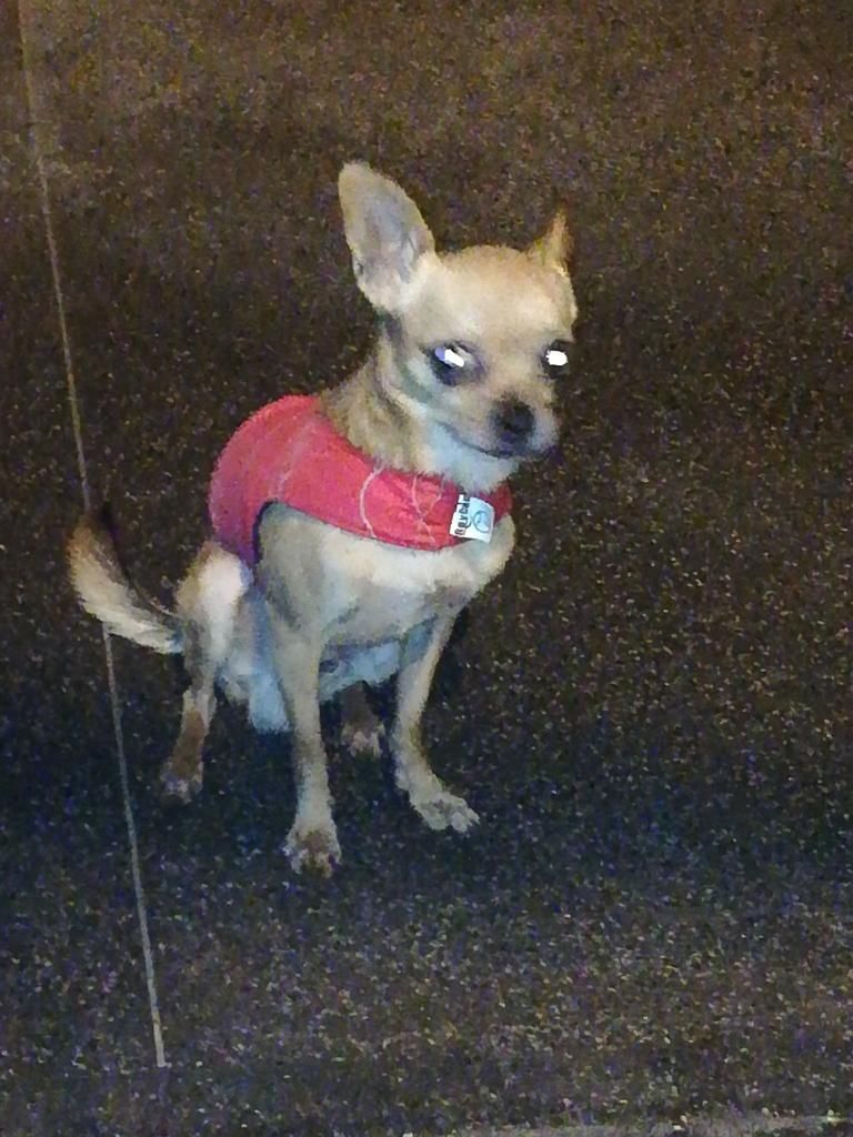 Vendo Chihuahua Toy Cabeza de Pera