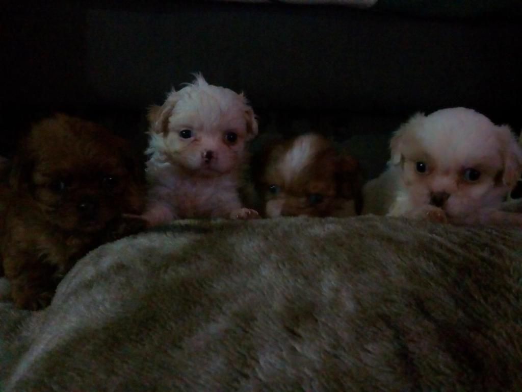 Vendo perros pekins cruzados con shicsu