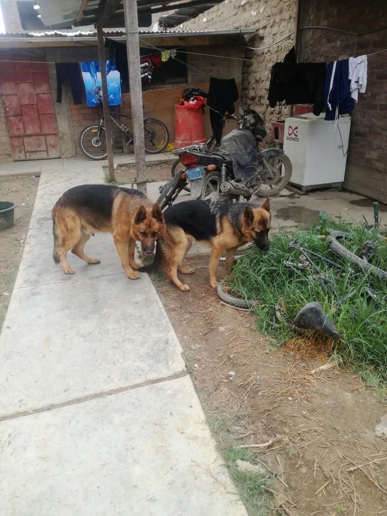 Venta de Cachorros Pastor Alemán