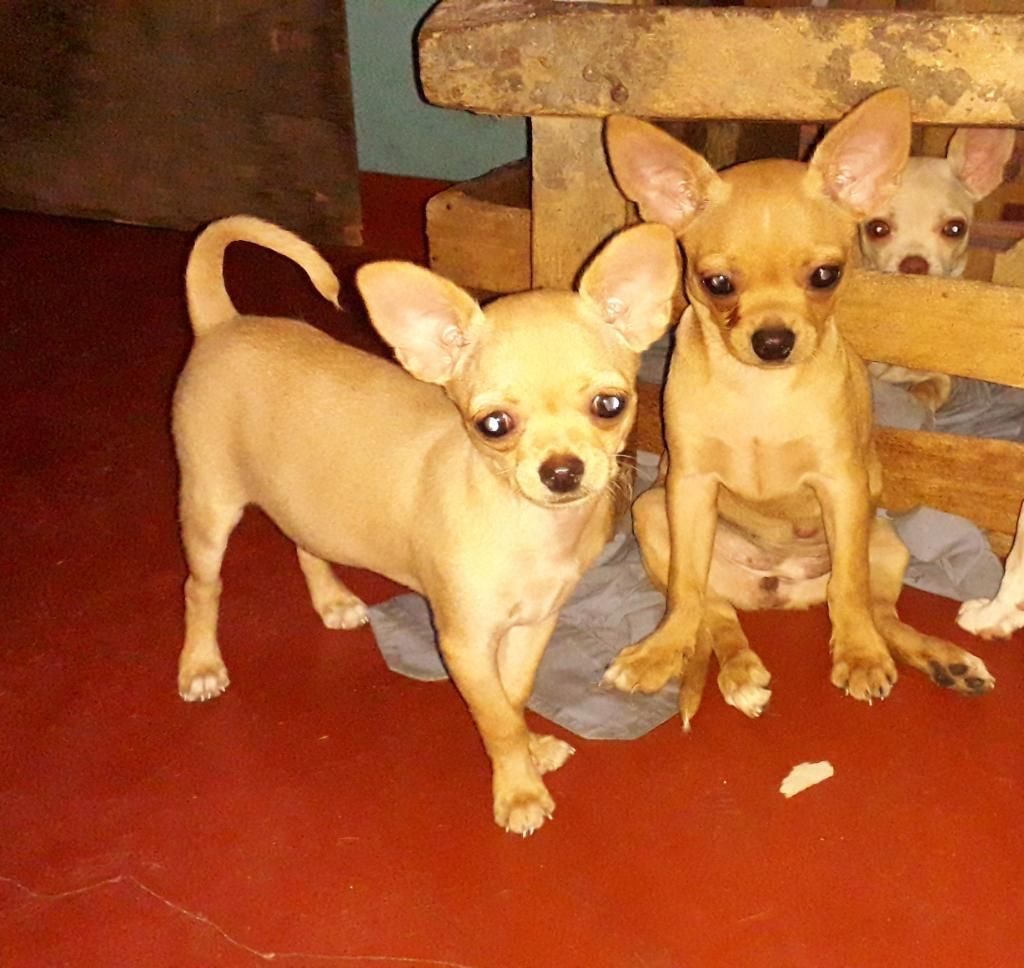 Venta de Chihuahuas