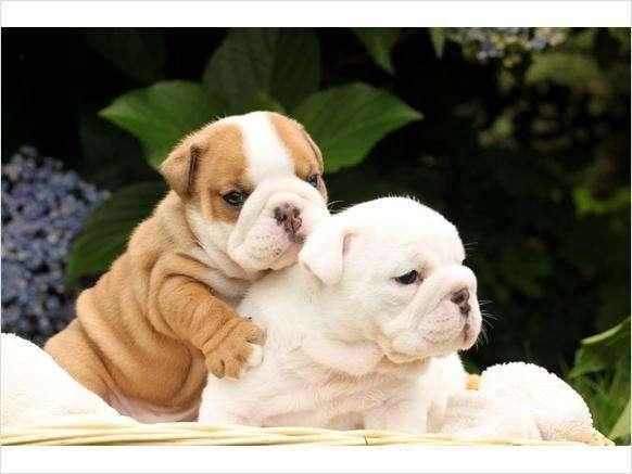 bulldog cachorros pedigree dorado
