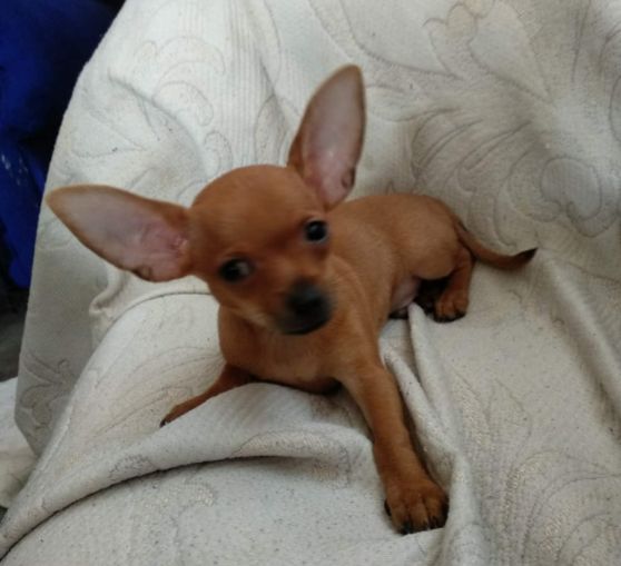 se vende chihuahuas