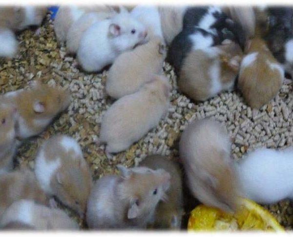 ventas de hamsters sirios al por mayor y menor
