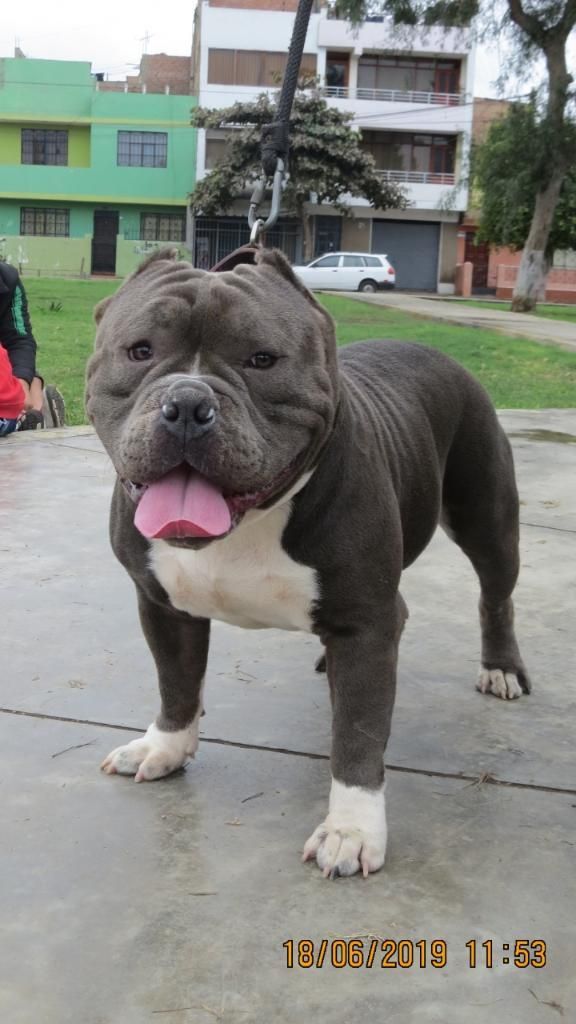 American Bully Exotic Monta Fusion Pit