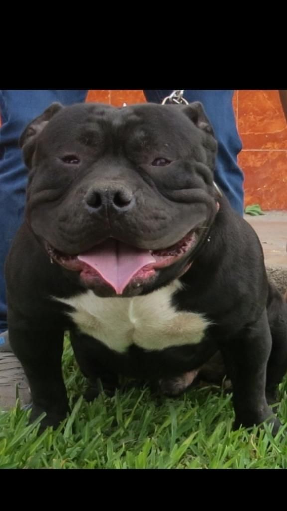 American Bully Monta a Fusion, Pitbull