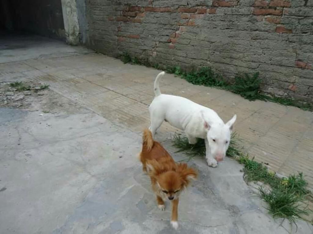 Bull Terrier Adorados Cachorros