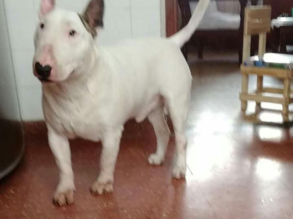 Bull Terrier Blanquitos Padres Pedegre