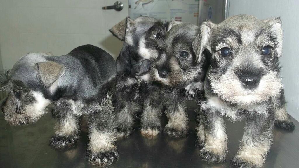 Perrito Schnauzer