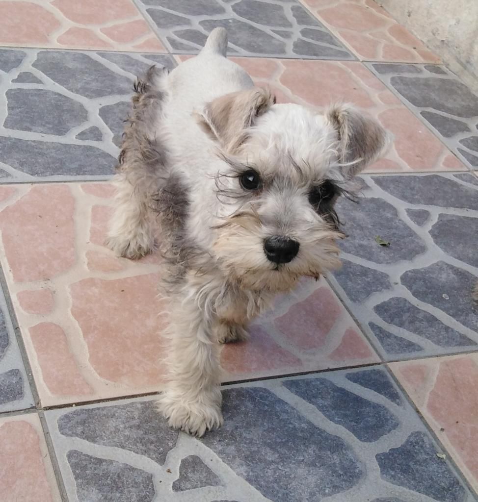 Schnauzer 2 Meses Padres Presentes