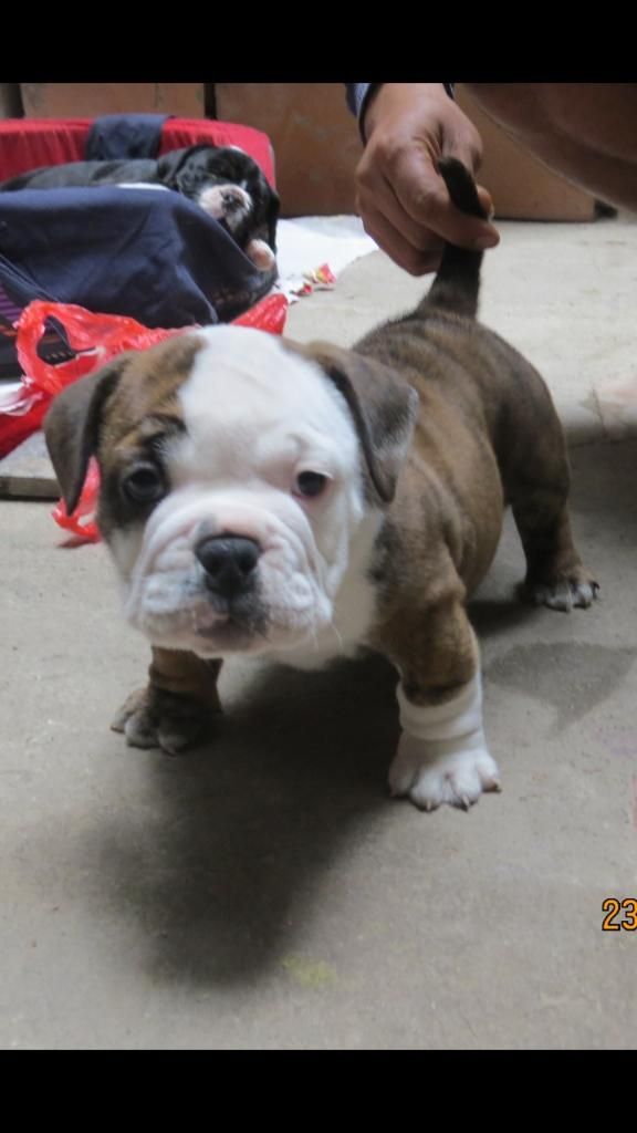 Cachorro American Bully Exotic