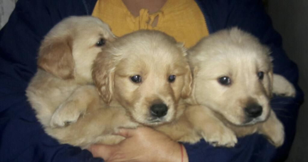 Golden Retriver Lo Maximo en Raza