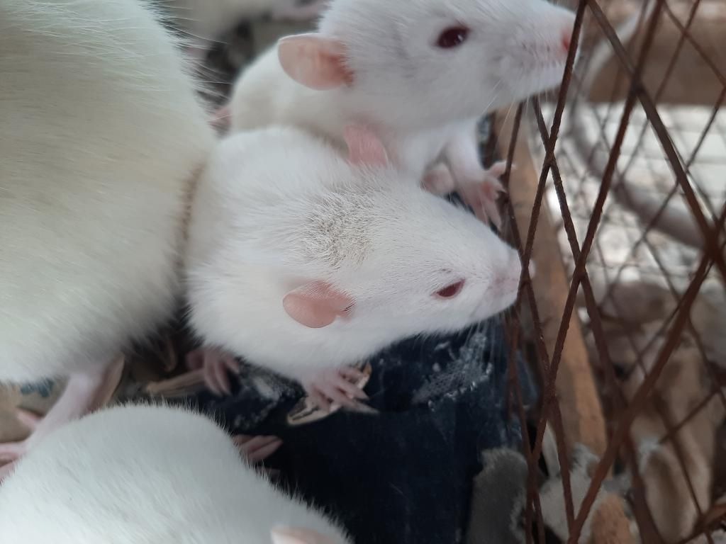 Ratas de Laboratorio Y/o Albinas(vendo)