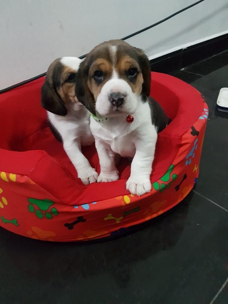 Vendo Beagles Tricolor