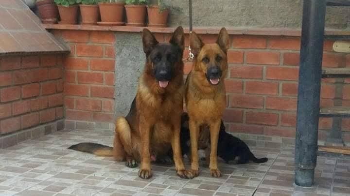 CACHORROS PASTORES ALEMANES