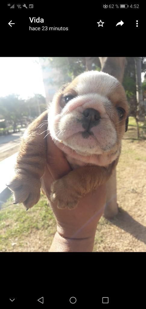 Cachorra Bulldog Inglés