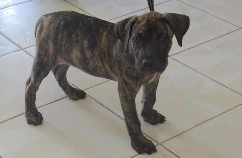 Cachorra Presa Canario de 2 Meses