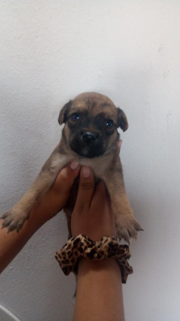 Cachorritos Labrador Cariñosos Fieles