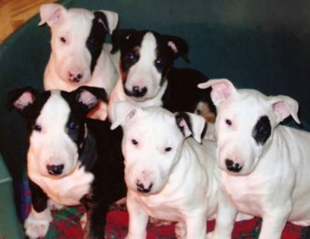 Cachorros Bull Terrier