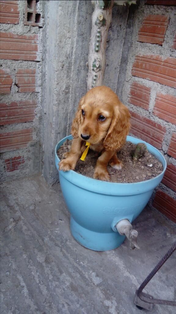 Cachorros Cocker Spaniel