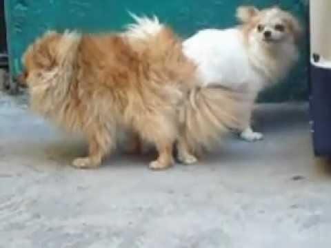 Cachorros Pomeranias