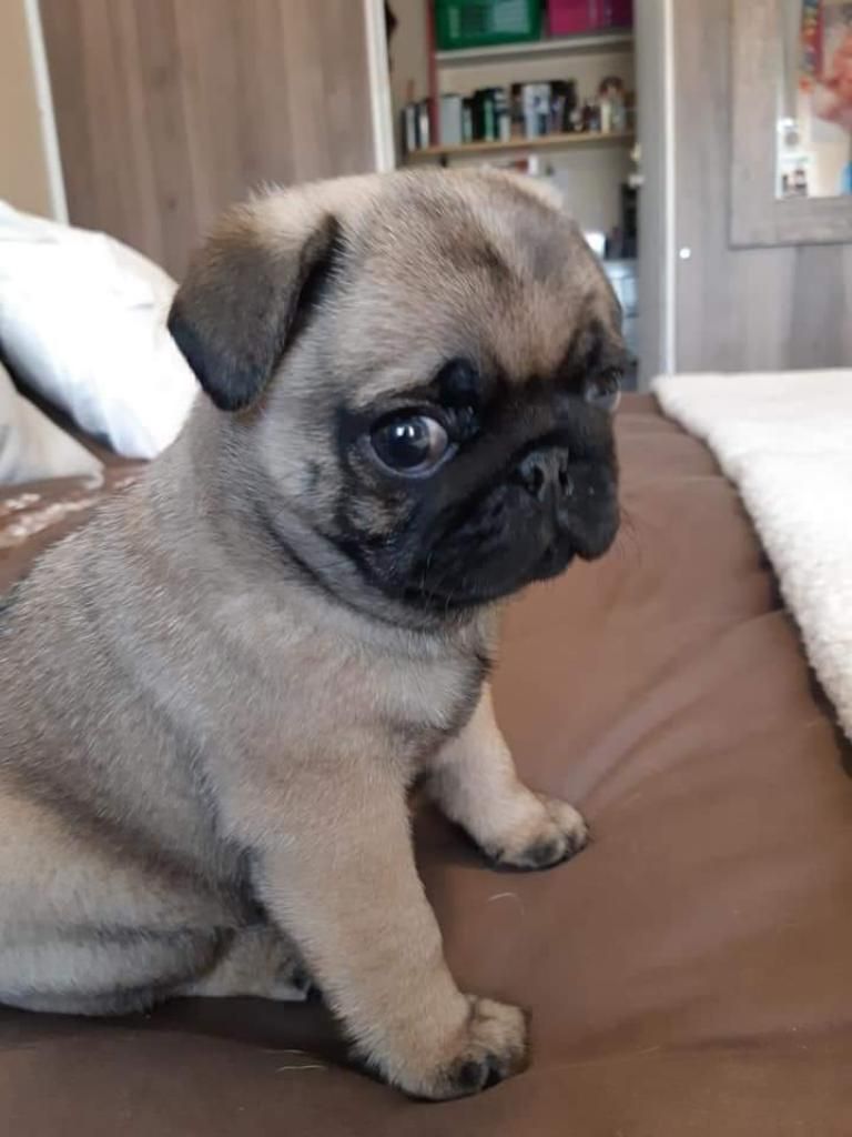 Cachorros Pug con Pedigree Dorado