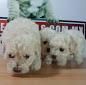 Hermosos Poodle juguetones carinosos