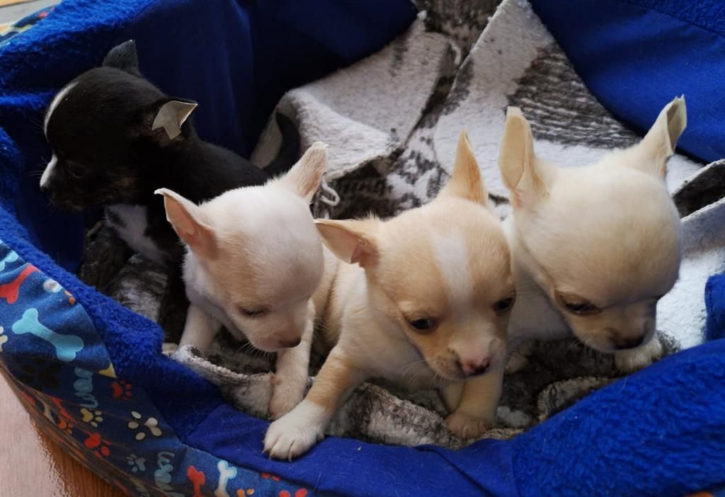 Minii Chihuahuas