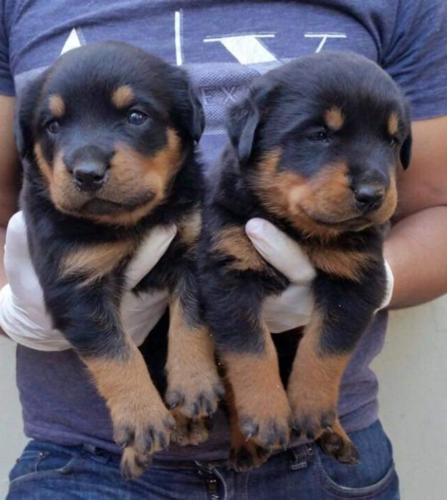 Rotweiller Unicos Originales