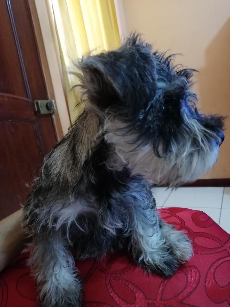 Schnauzers en Venta