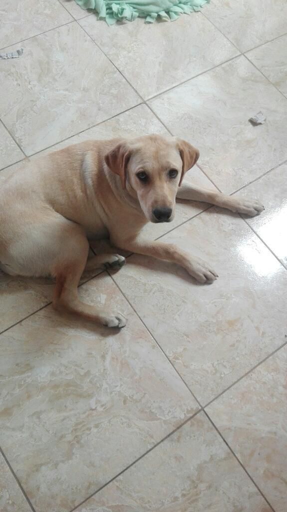 Se Da en Adopcion Labrador de 5 Meses