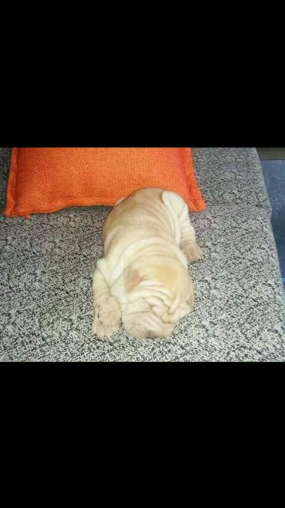 Shar Pei