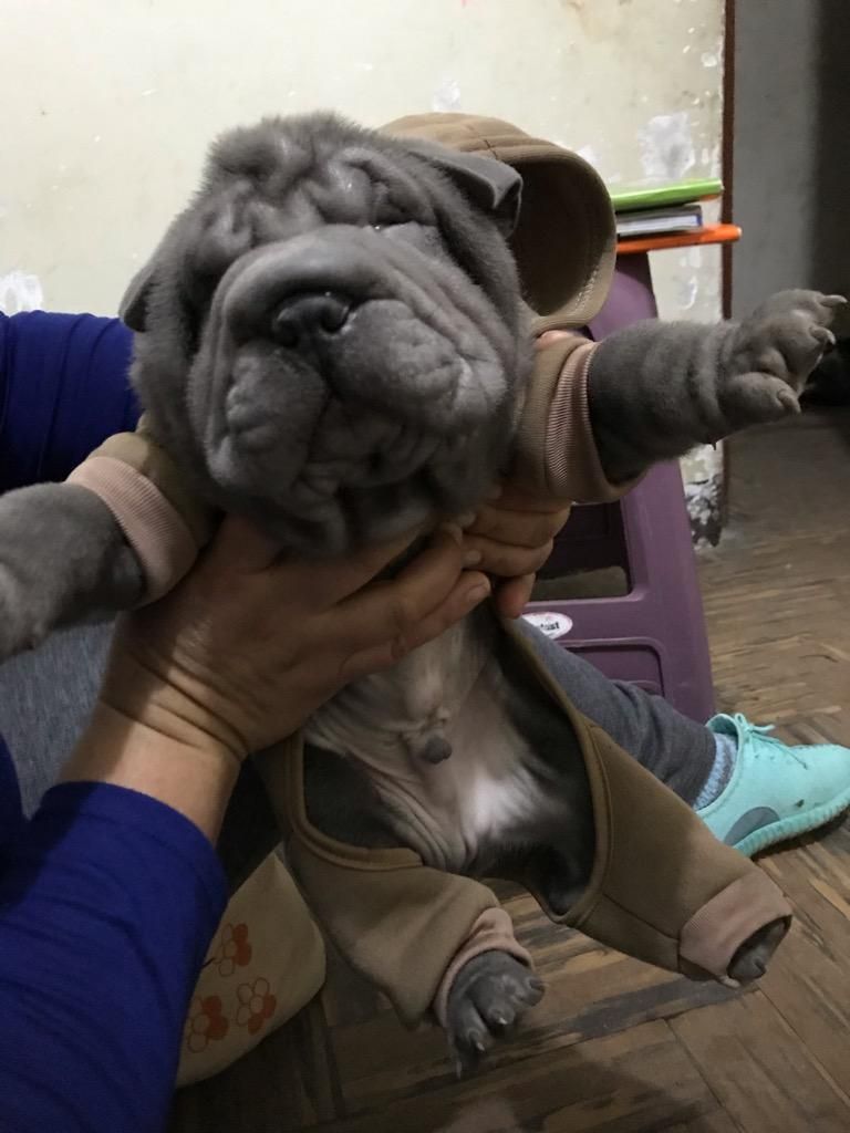 Sharpei Macho Azul