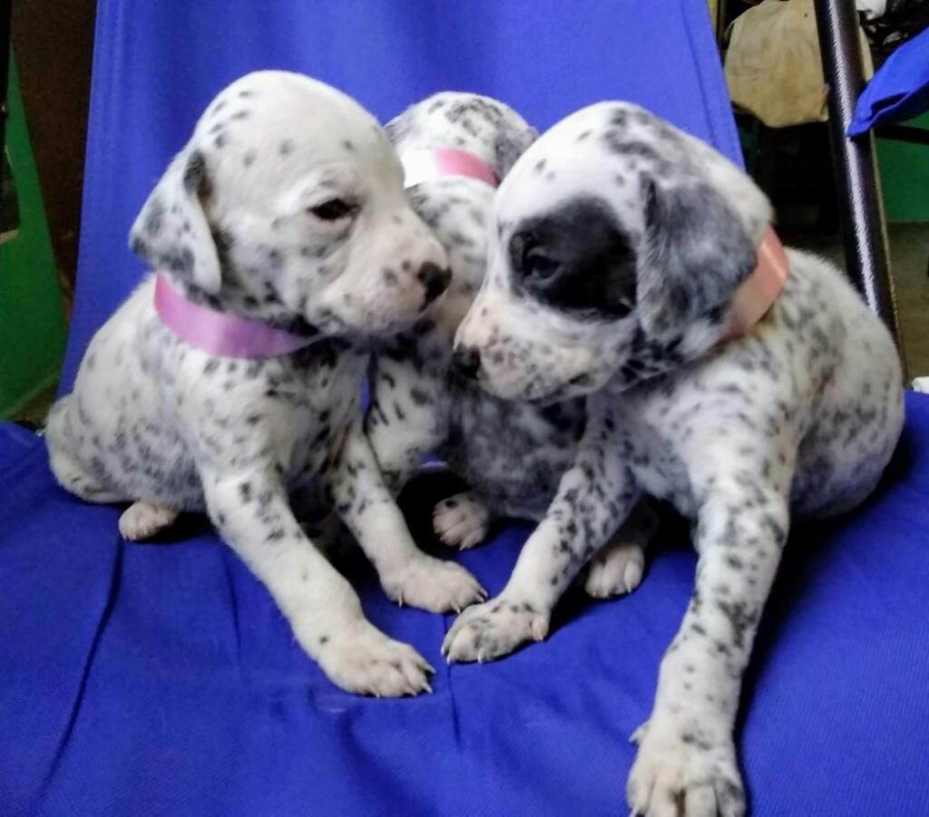 Venta Cachorros Dalmata