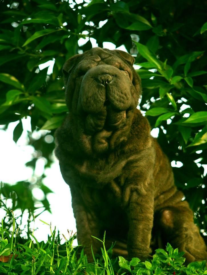 sharpei shar pei