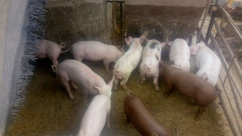 venta de lechones, cerdos vivos o beneficiados