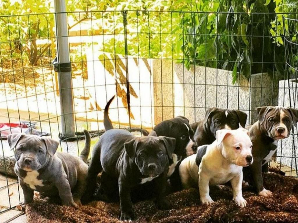 Cachorros Pitbull