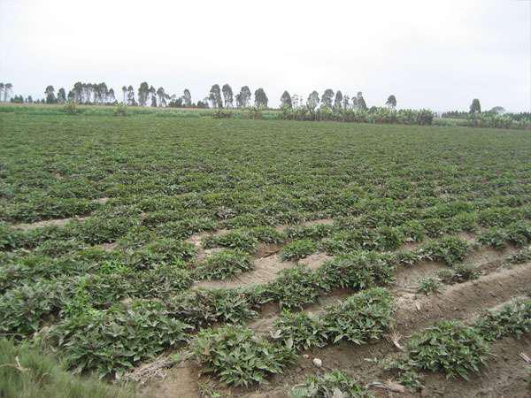 Terreno agricola san vicente de cañete en Lima