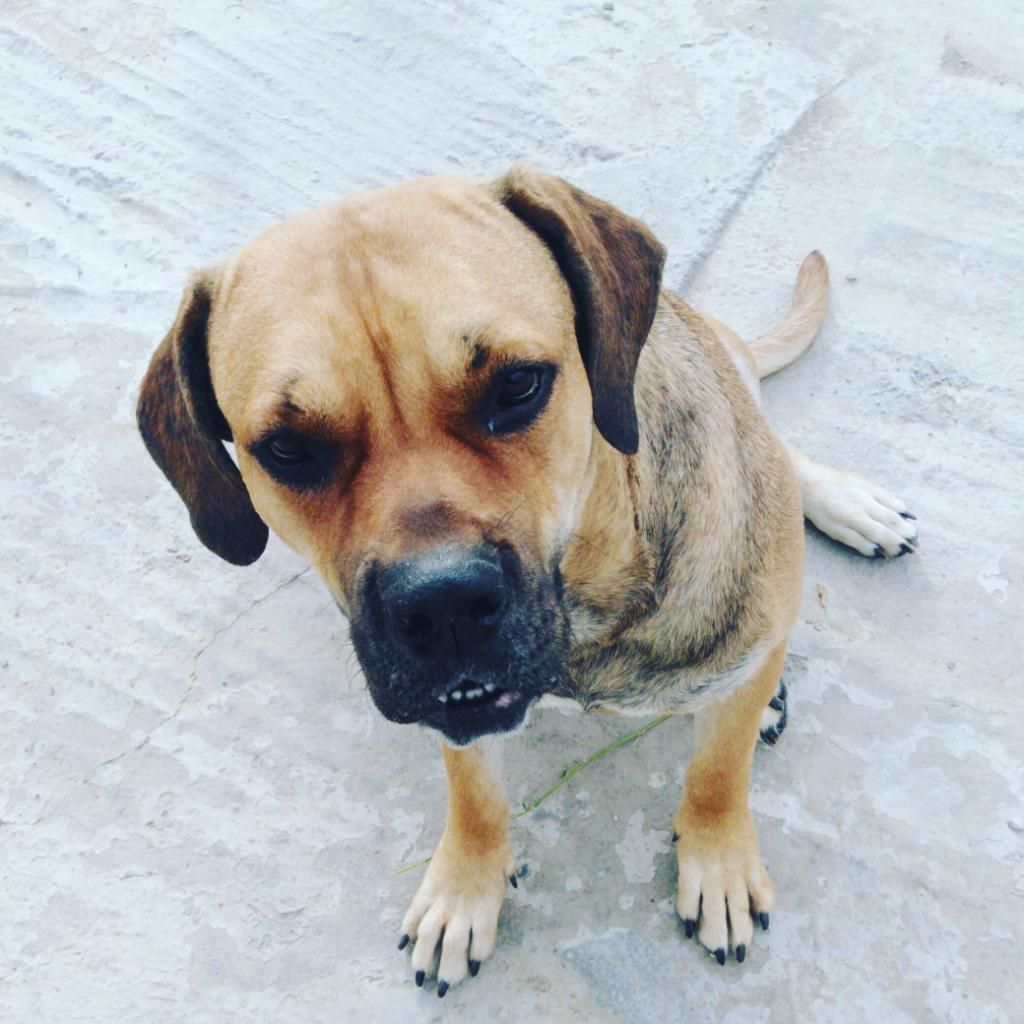 Alguien Que Tenga Presa Canario en Hco