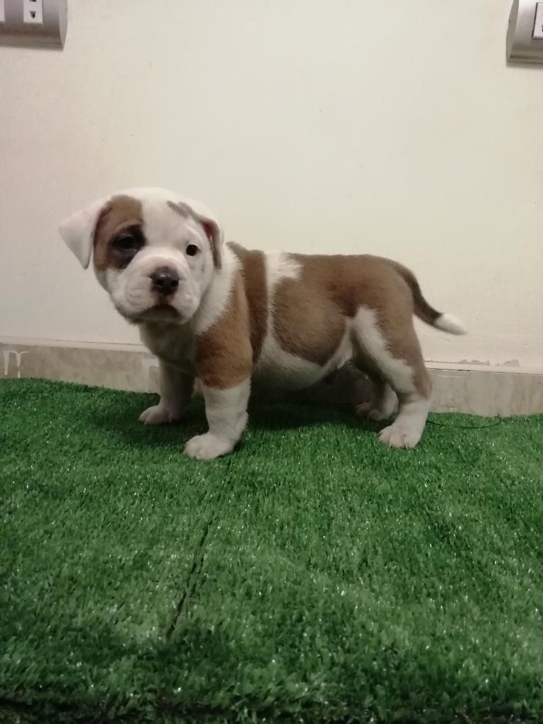 American Bully