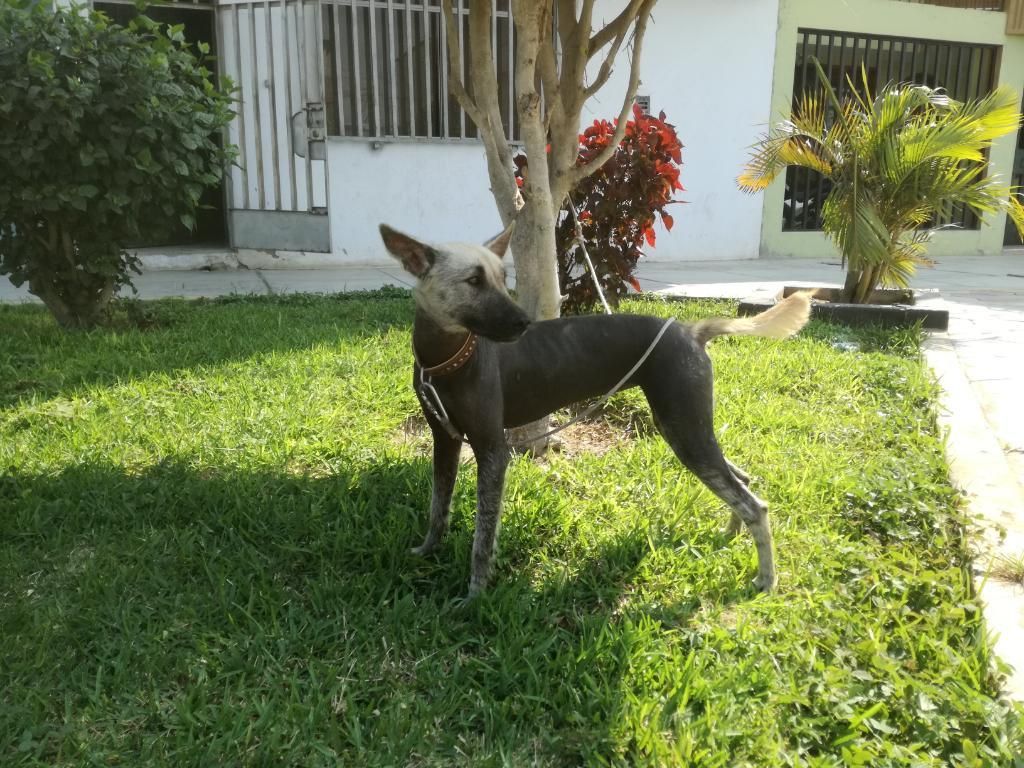 Bonita Cachorra Peruana en Adopción